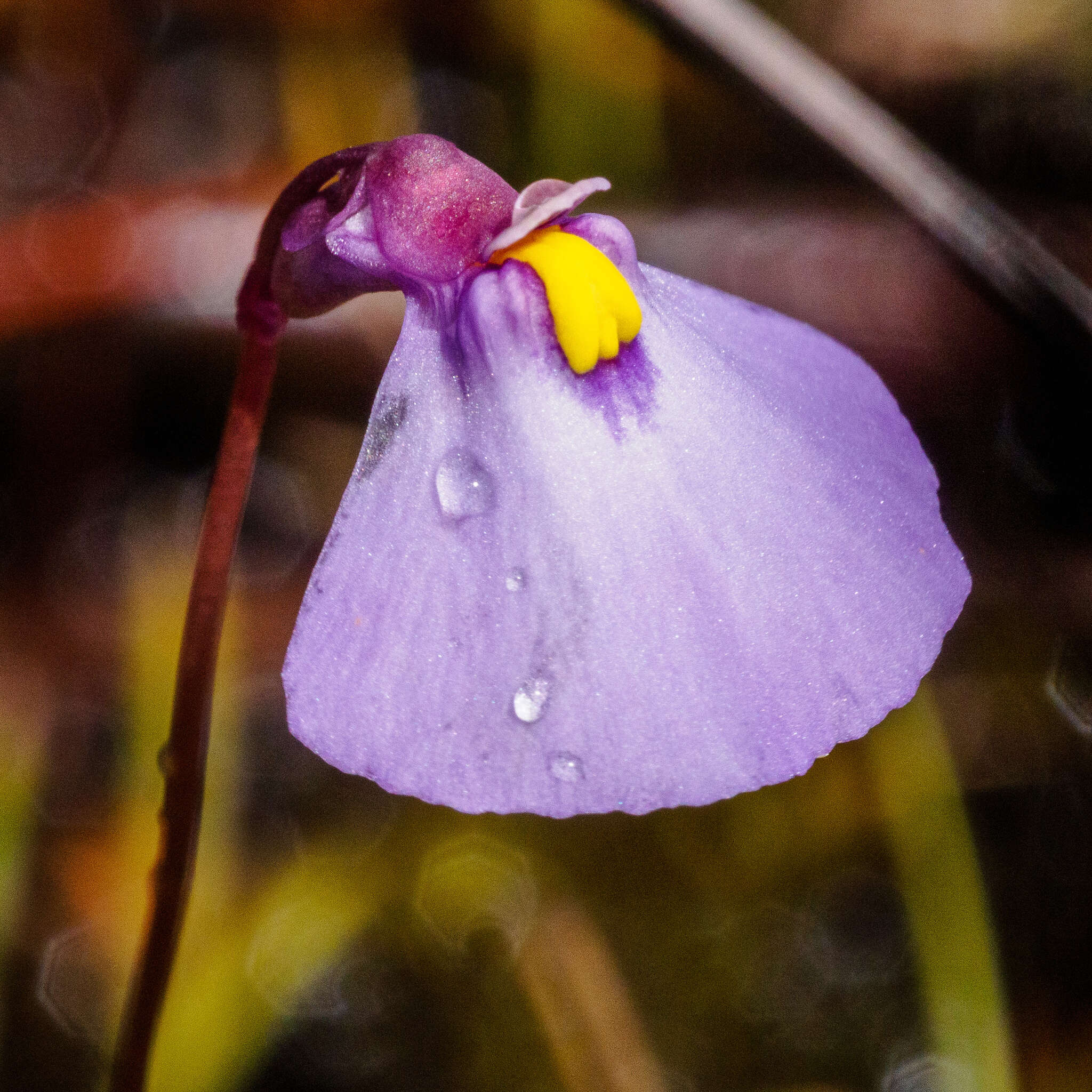 Image de Utricularia barkeri R. W. Jobson