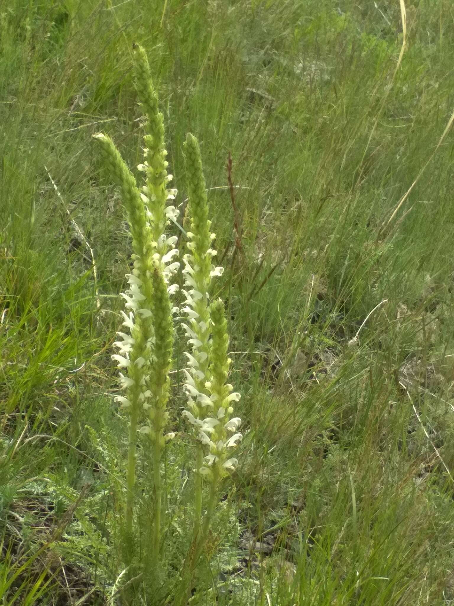 Image of Pedicularis achilleifolia Stephan ex Willd.