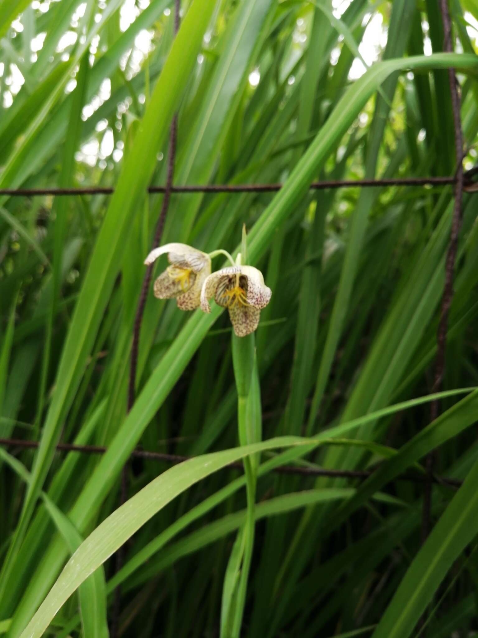 Image of Tigridia ehrenbergii subsp. ehrenbergii