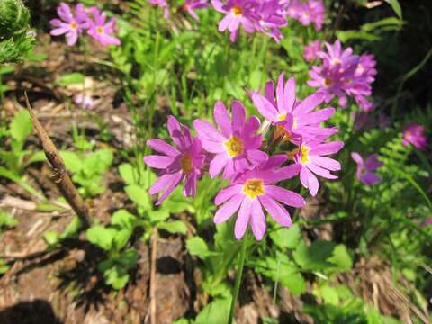 Primula cuneifolia var. heterodonta (Fr.) Makino resmi