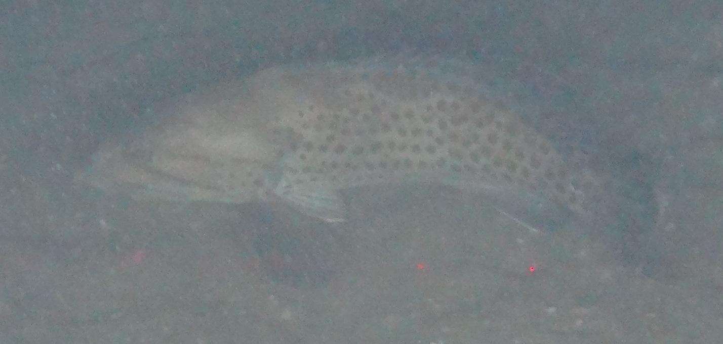 Image of Brown-spotted Rockcod