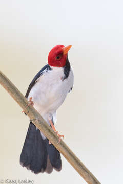 Image of Yellow-billed Cardinal