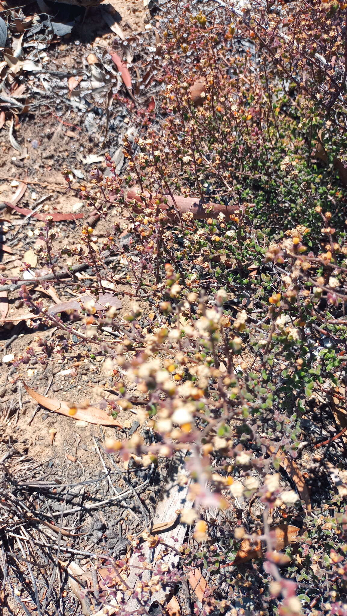 Imagem de Drosanthemum parvifolium (Haw.) Schwant.