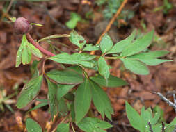 Image of Paeonia officinalis subsp. microcarpa (Boiss. & Reuter) Nyman