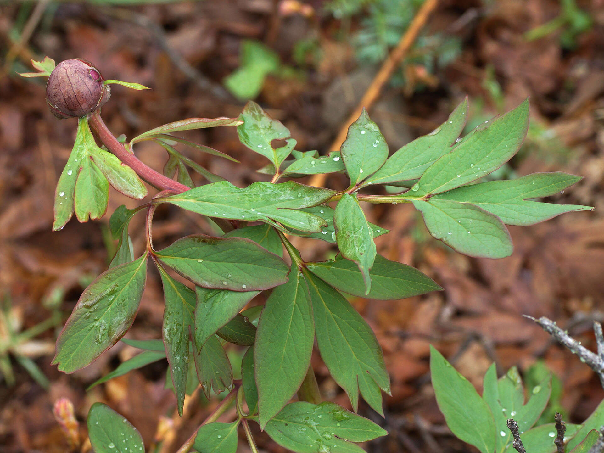 Image of Paeonia officinalis subsp. microcarpa (Boiss. & Reuter) Nyman