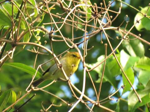 Image of Phylloscopus ruficapilla voelckeri (Roberts 1941)