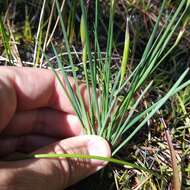 Image of Sisyrinchium conzattii Calderón & Rzed.