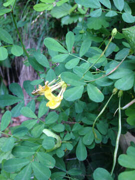 Image of Scorpion Senna