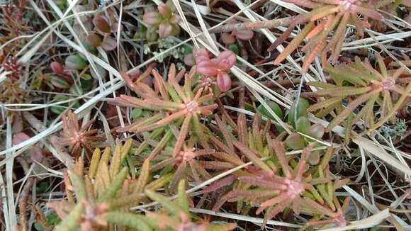 Imagem de Rhododendron tomentosum subsp. decumbens (Aiton) Elven & D. F. Murray