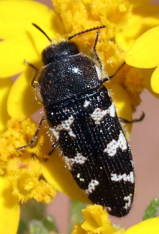 Imagem de Acmaeodera obtusa Horn 1878