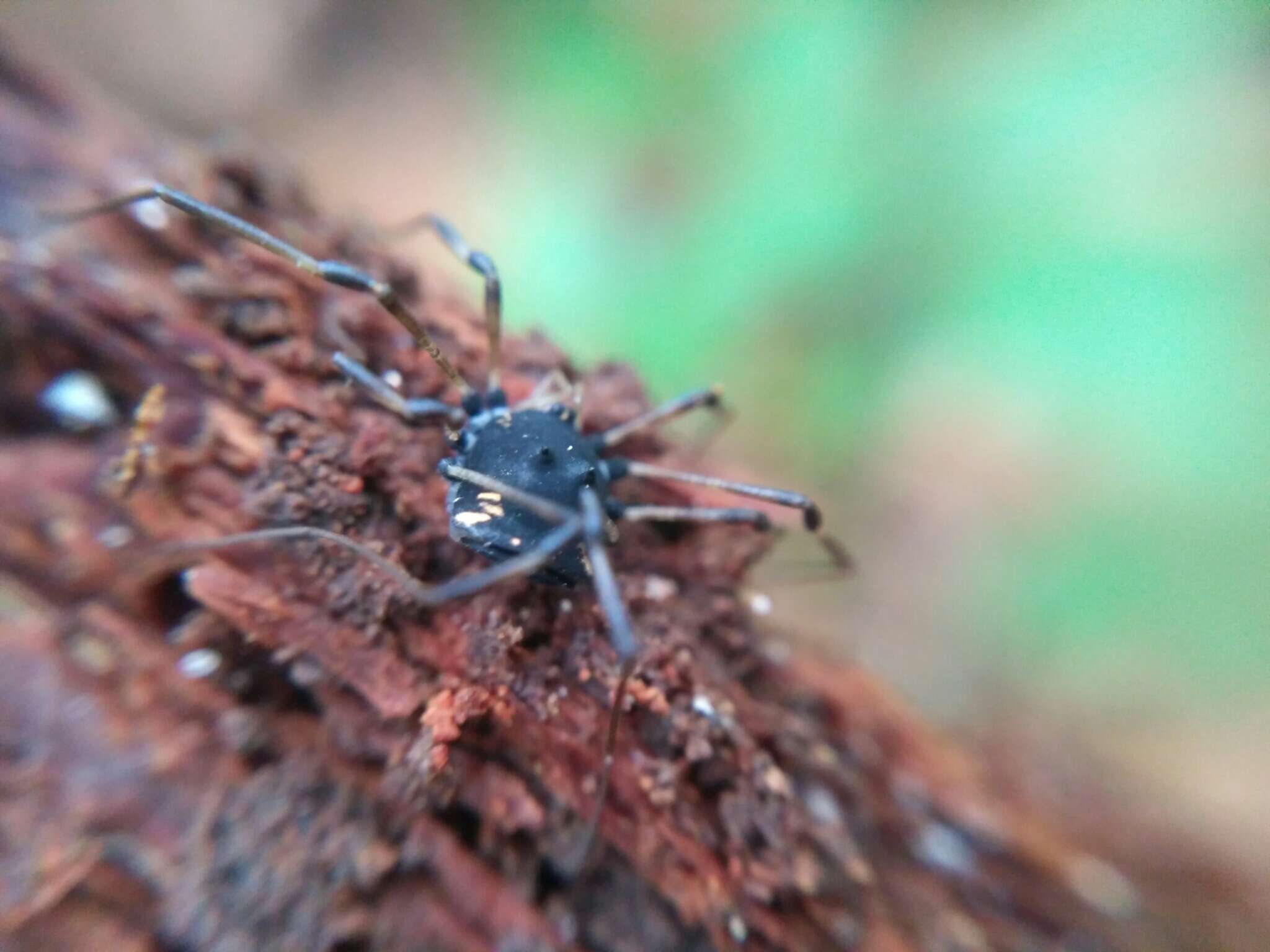 Imagem de Paranemastoma kochii