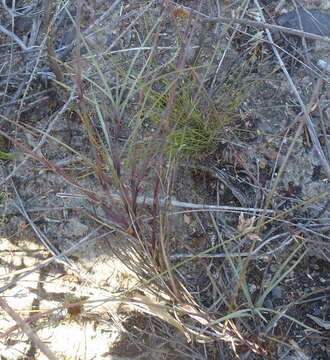 Image of Dianthus thunbergii Hooper