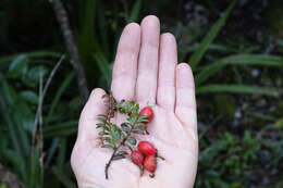 Image of Brown Pine