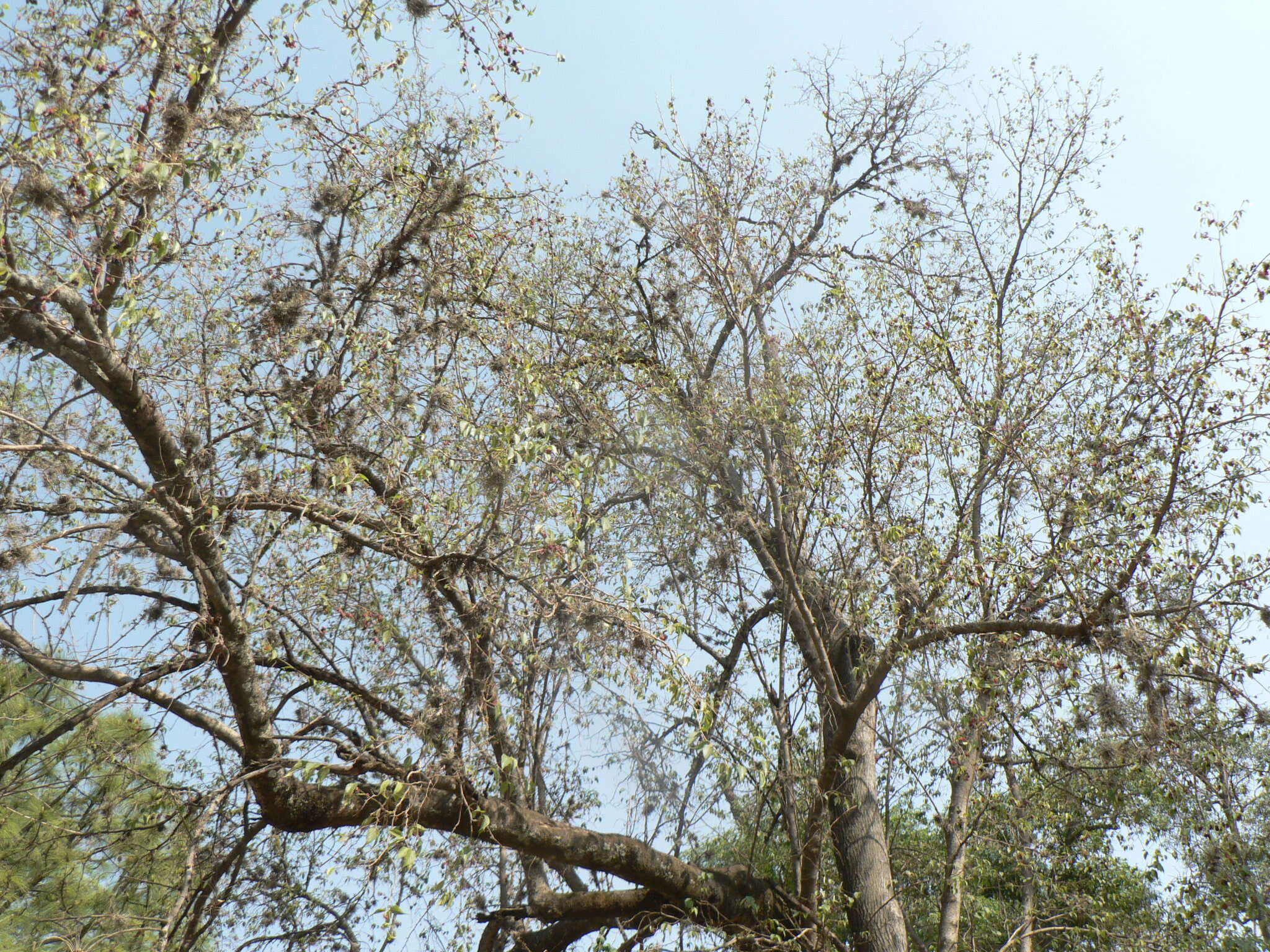 Image of Morus celtidifolia Kunth