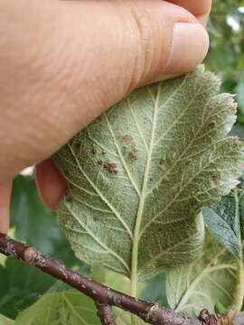 Image of <i>Eriophyes arianus</i>