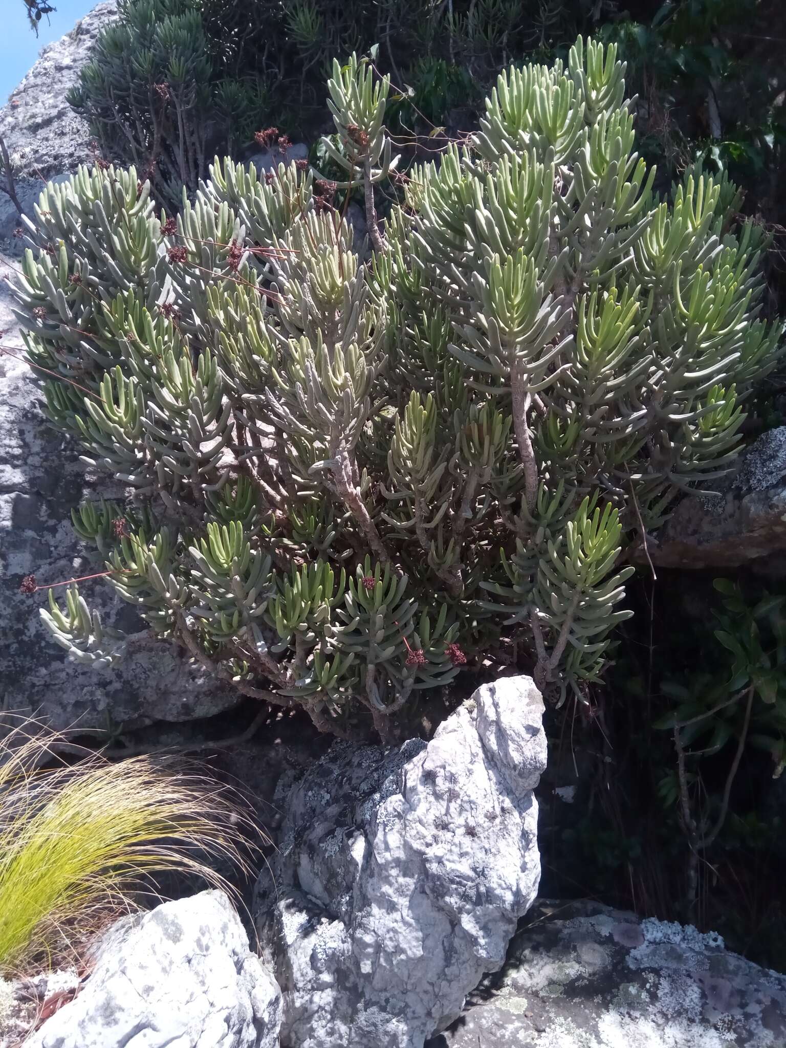 Image of Kalanchoe bitteri