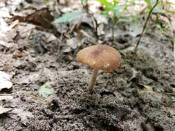 Image of Pluteus nanus (Pers.) P. Kumm. 1871