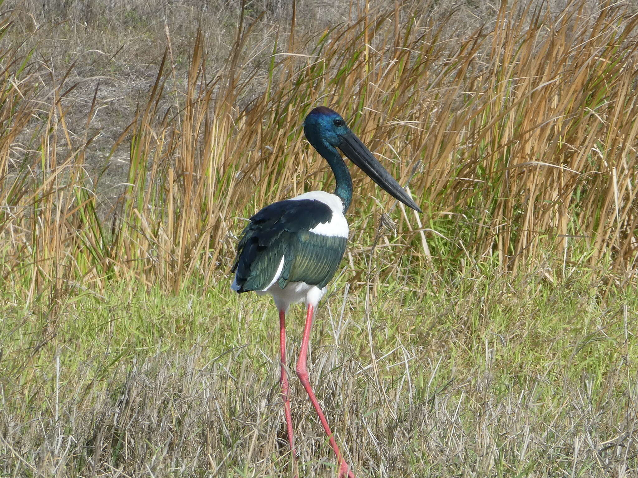 Sivun Ephippiorhynchus asiaticus australis (Shaw 1800) kuva