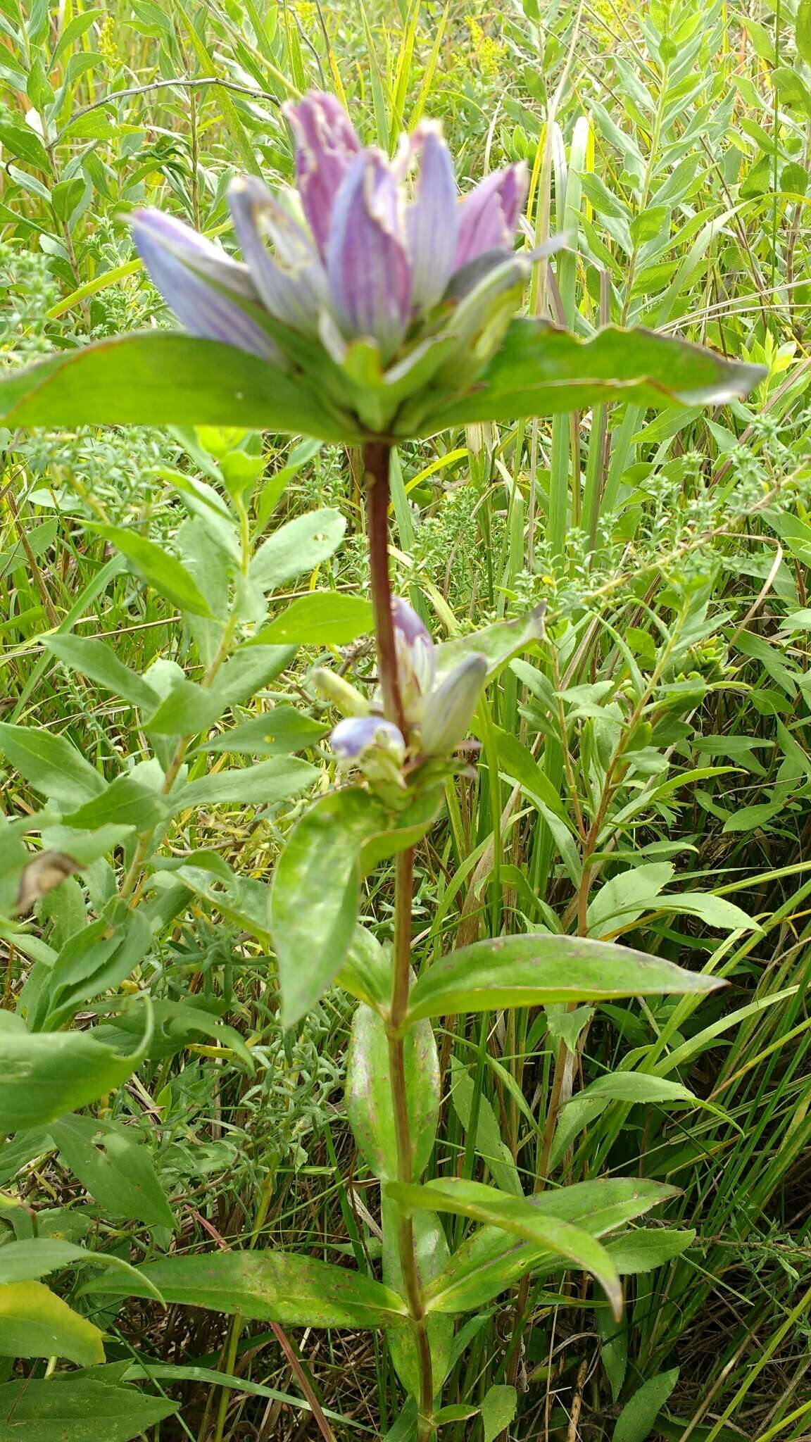 Image of closed bottle gentian