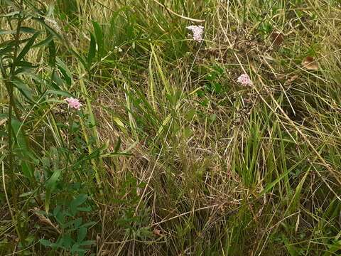 Image de Achillea roseo-alba Ehrend.