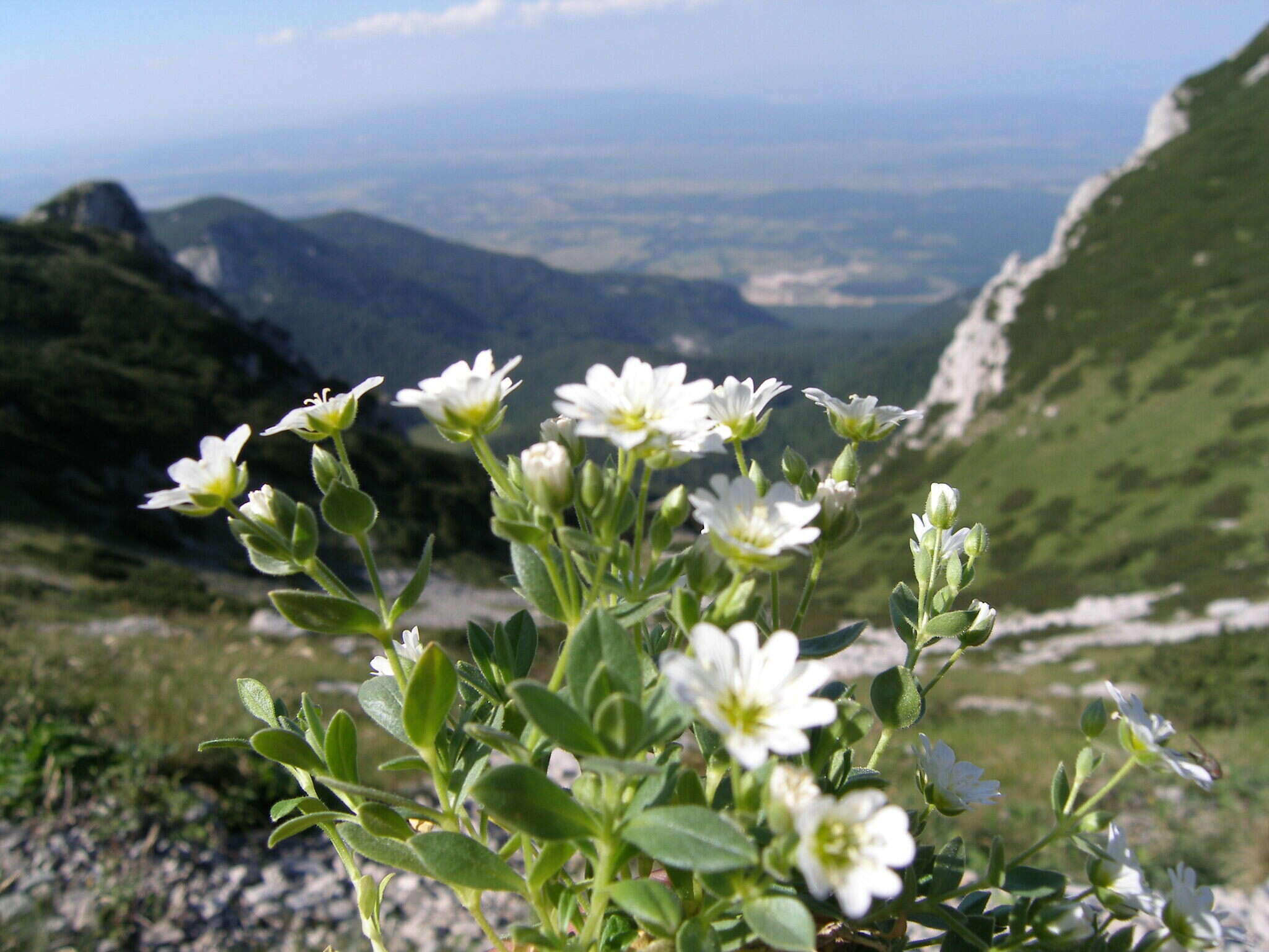 Imagem de Cerastium dinaricum G. Beck & Szysz.