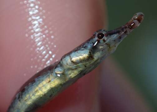 Image of American Gulf Pipefish