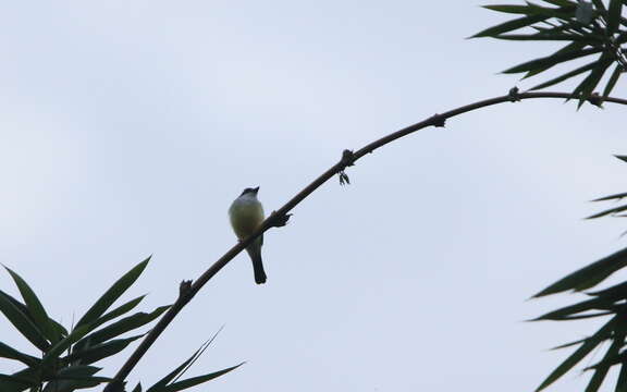 Image of Snowy-throated Kingbird