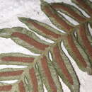 Image of Blechnum auriculatum Cav.