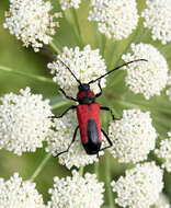 Слика од Purpuricenus budensis (Götz 1783)