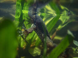 Image of Green Puddle Frog