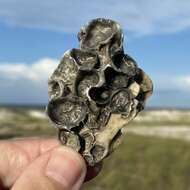 Image of crested oyster