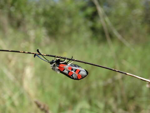 Image of Zygaena rhadamanthus Esper 1793