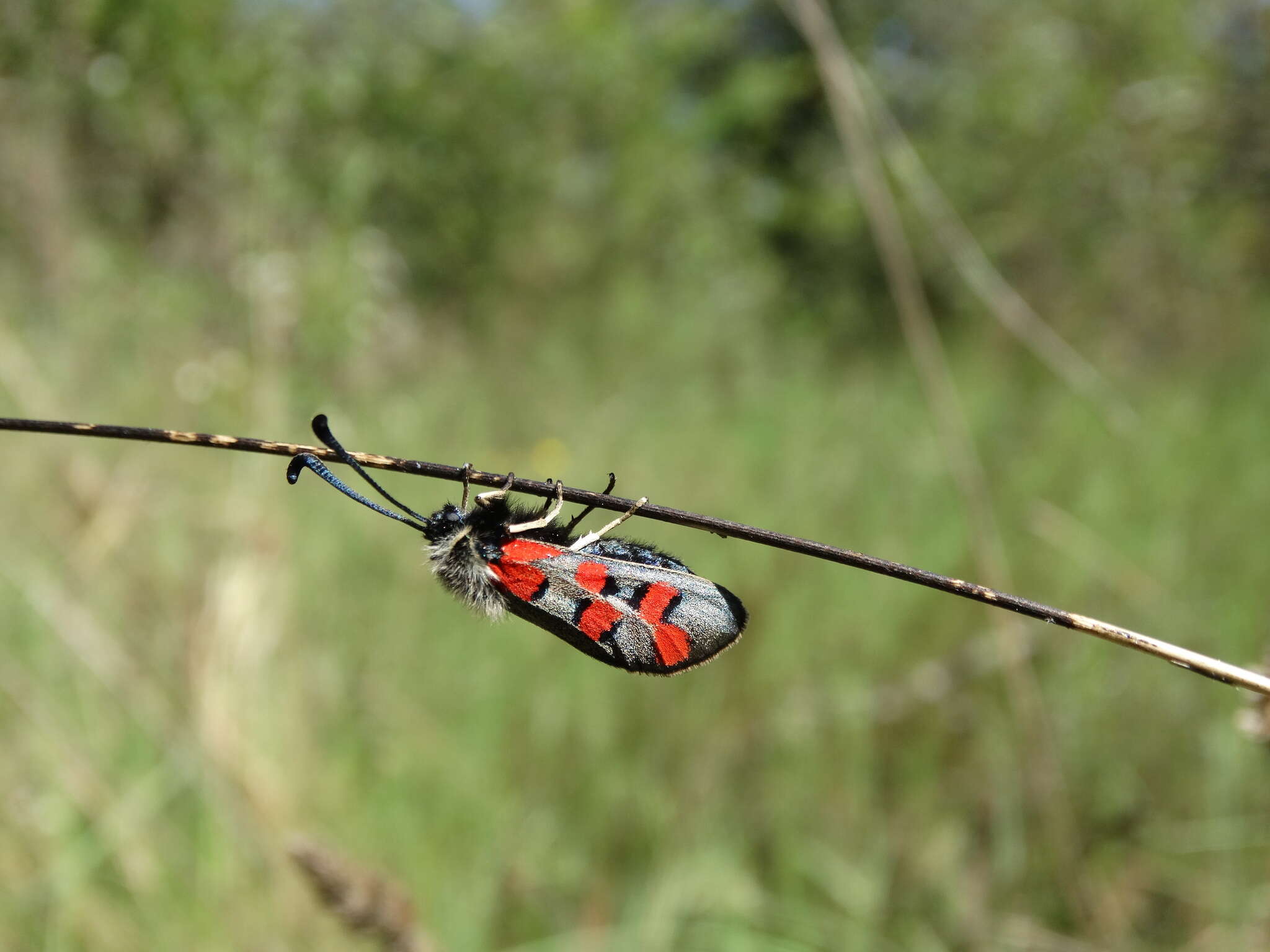 Image of Zygaena rhadamanthus Esper 1793