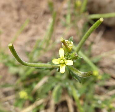 Sisymbrium turczaninowii Sond.的圖片