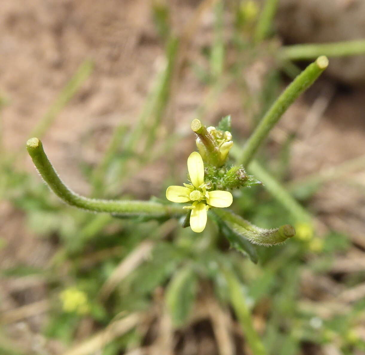 Sisymbrium turczaninowii Sond.的圖片