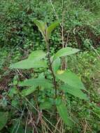 Image of purple cestrum