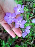 Sivun Phlox pilosa subsp. pilosa kuva