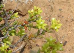 Crassula muricata Thunb. resmi