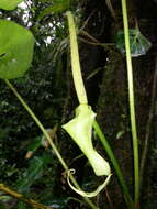 Anthurium caperatum Croat & R. A. Baker resmi