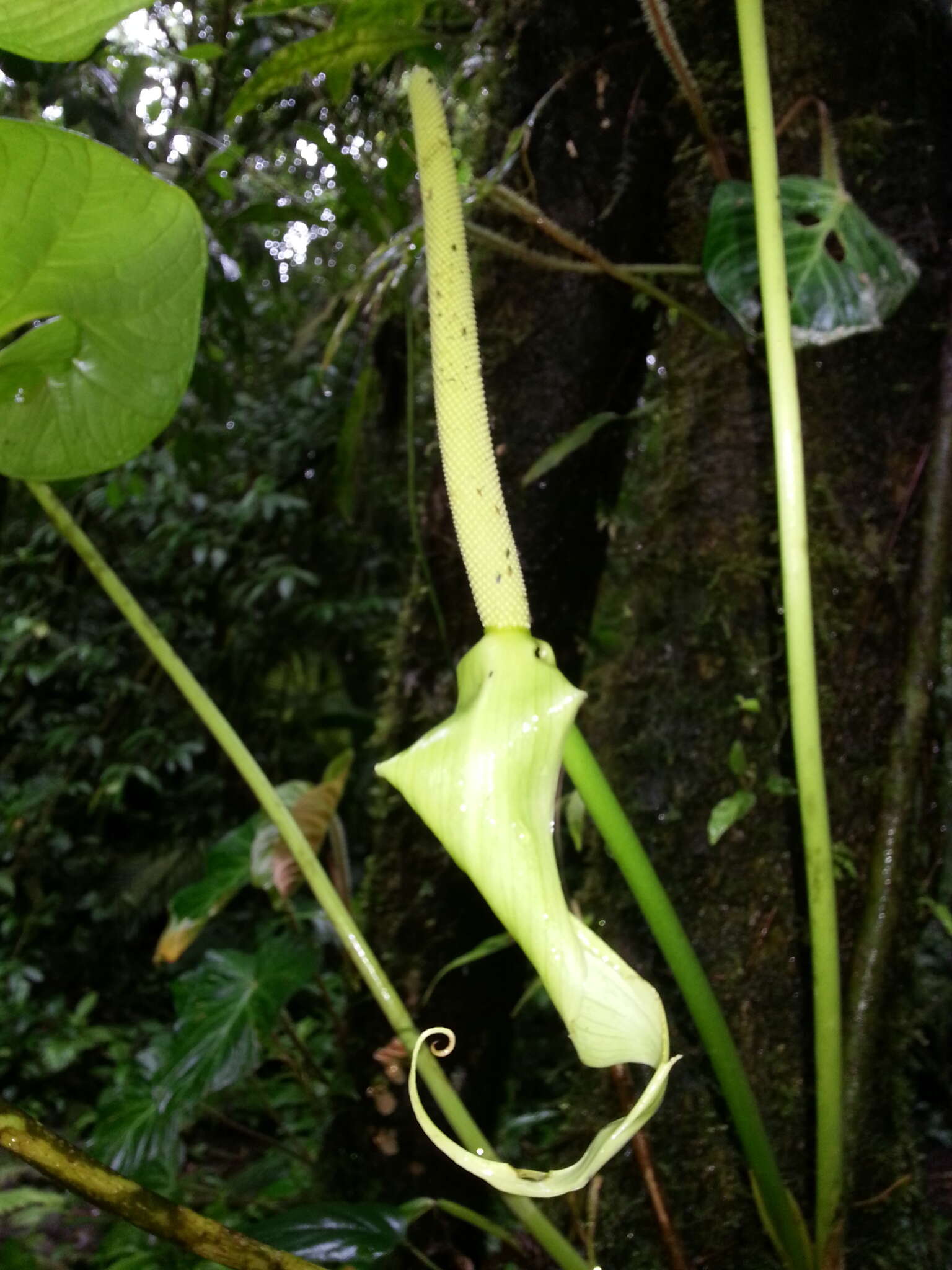 Image of Anthurium caperatum Croat & R. A. Baker