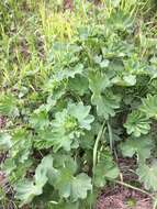 صورة Alchemilla nemoralis Alechin