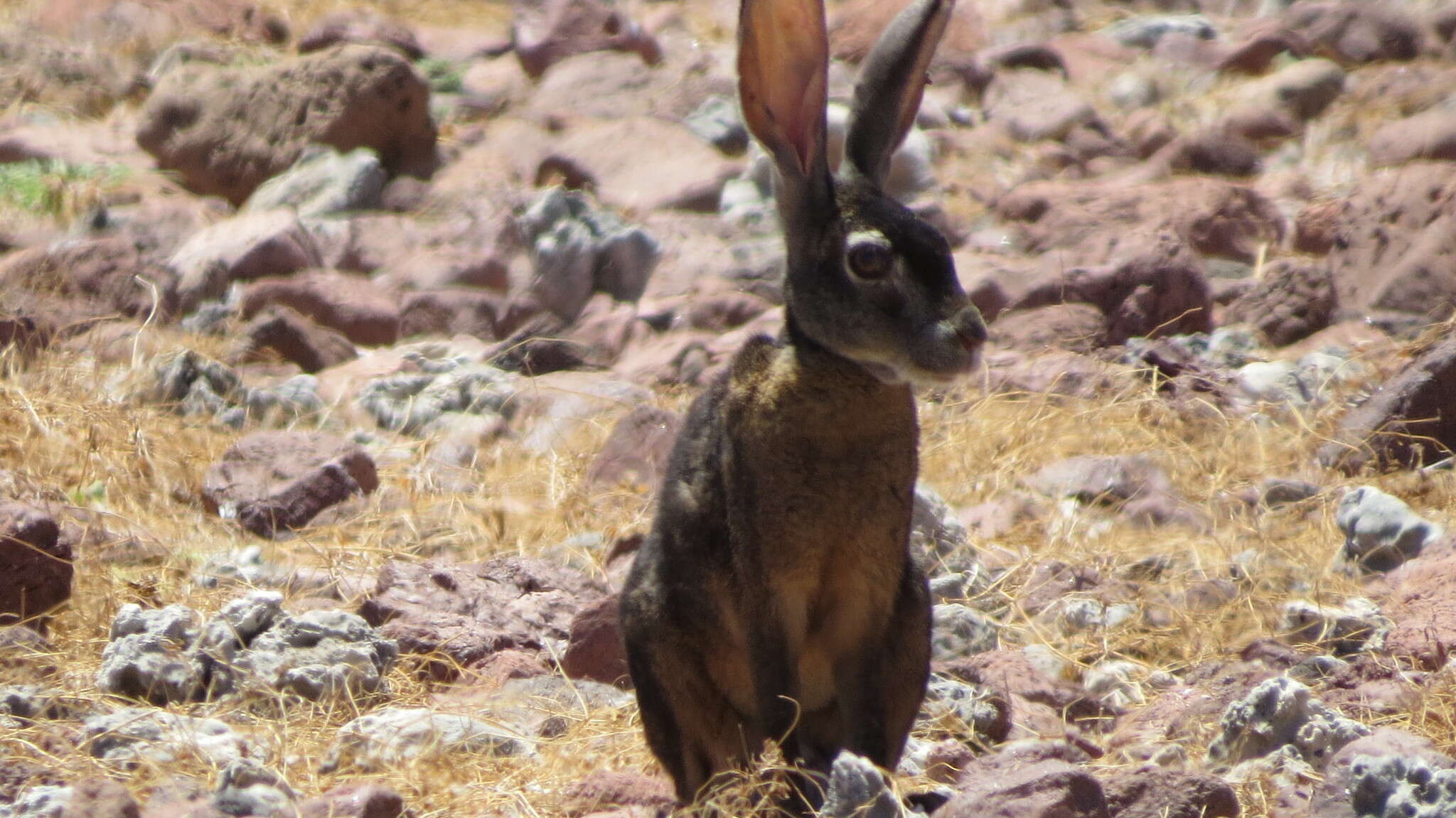 Image of Black Jackrabbit