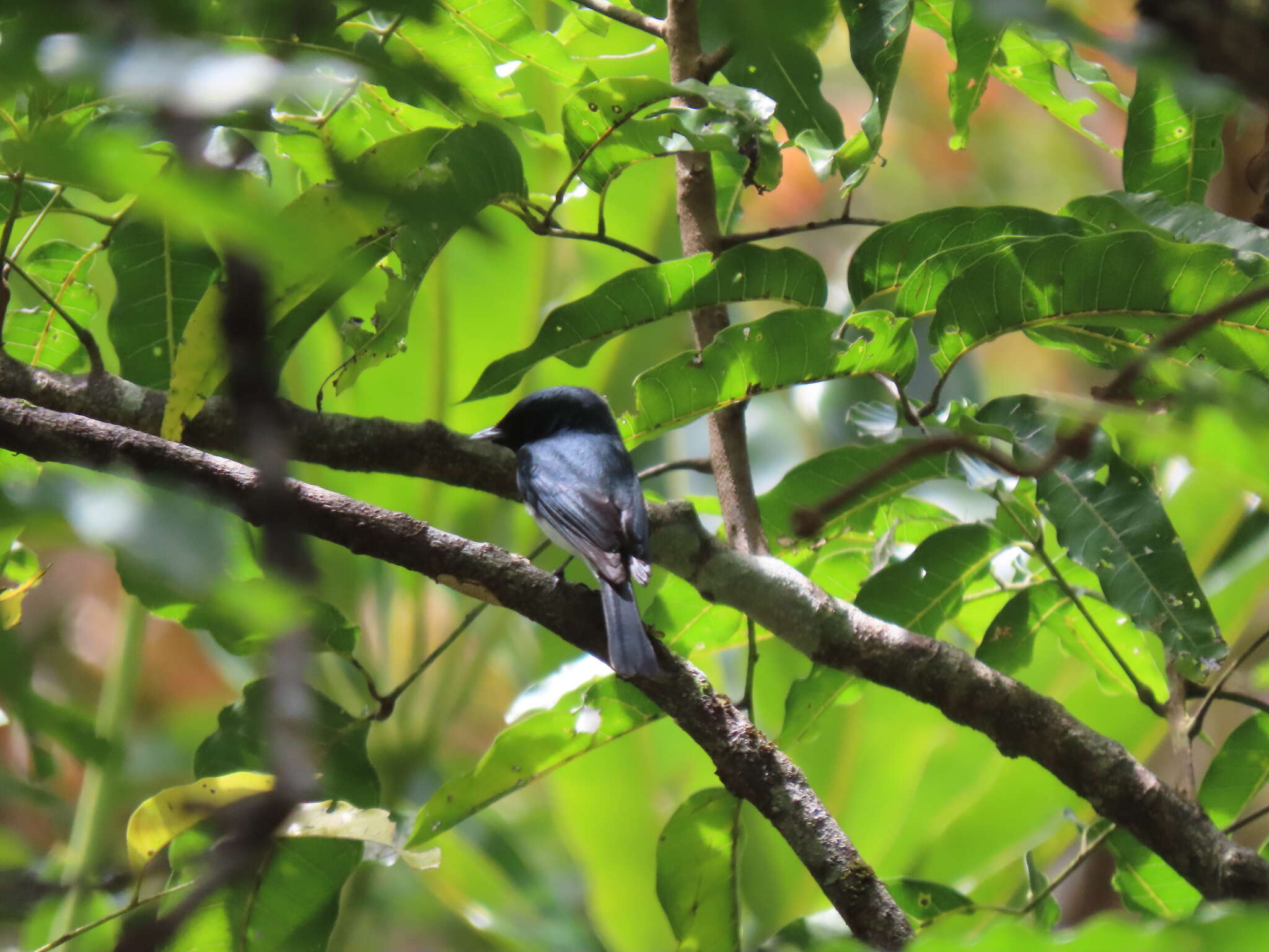 Image of Melanesian Flycatcher