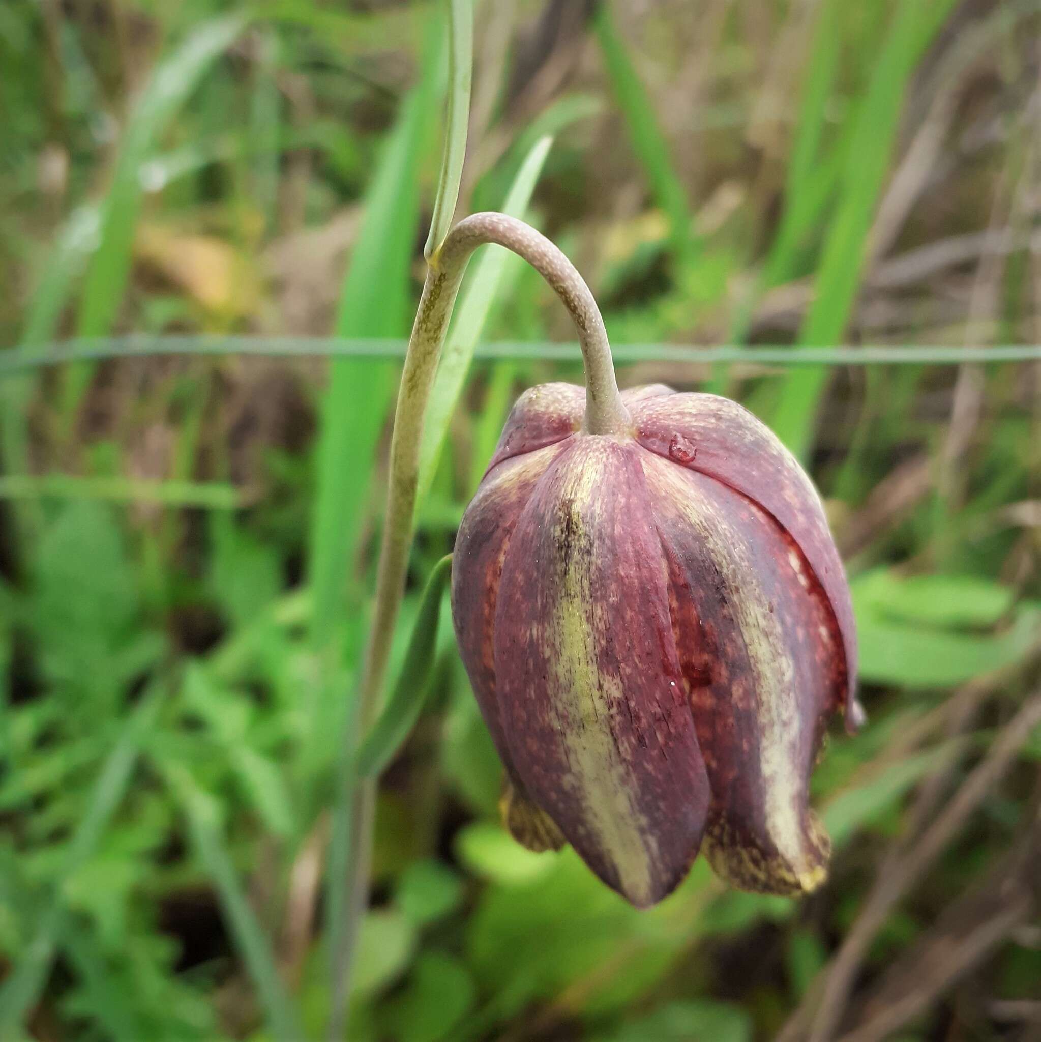 Image of Fritillaria lusitanica Wikstr.