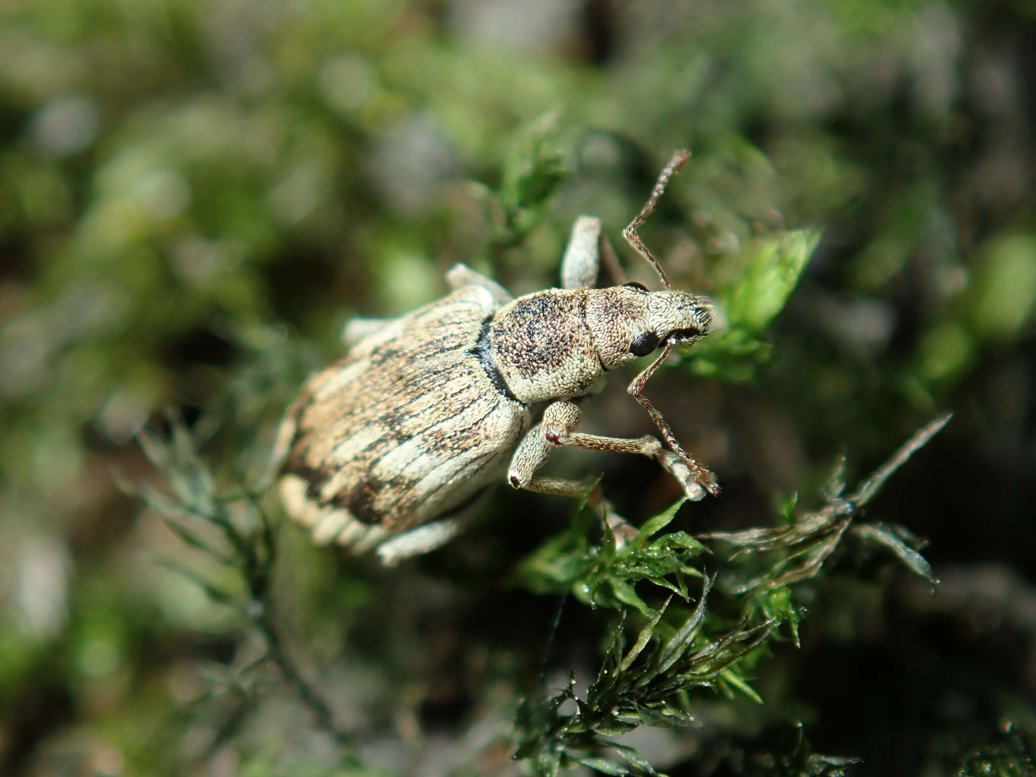 Polydrusus (Polydrusus) tereticollis (De Geer 1775) resmi