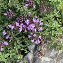 Image of Mongolian thyme