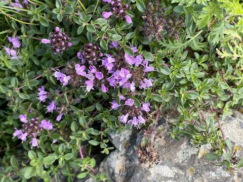 Image of Mongolian thyme