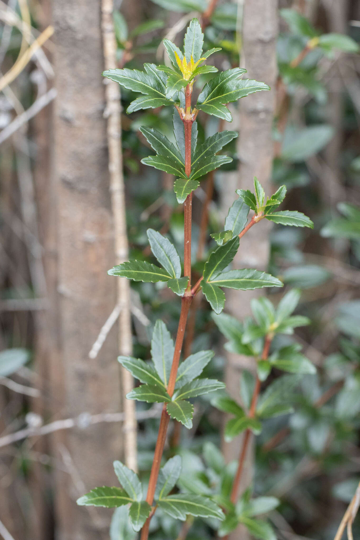 Image of Anodopetalum