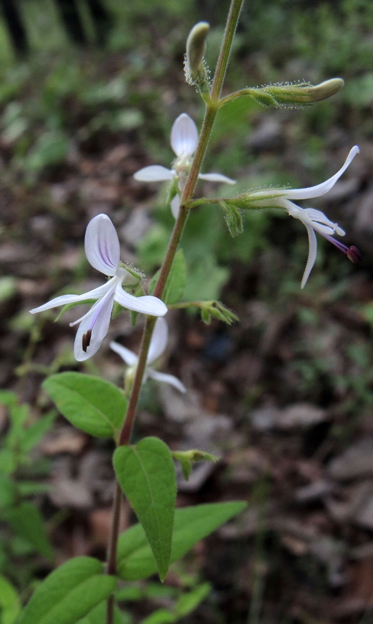 Image of Carlowrightia mcvaughii T. F. Daniel