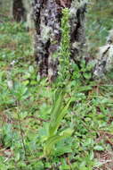 Image of Coenoemersa volcanica (Lindl.) R. González & Lizb. Hern.